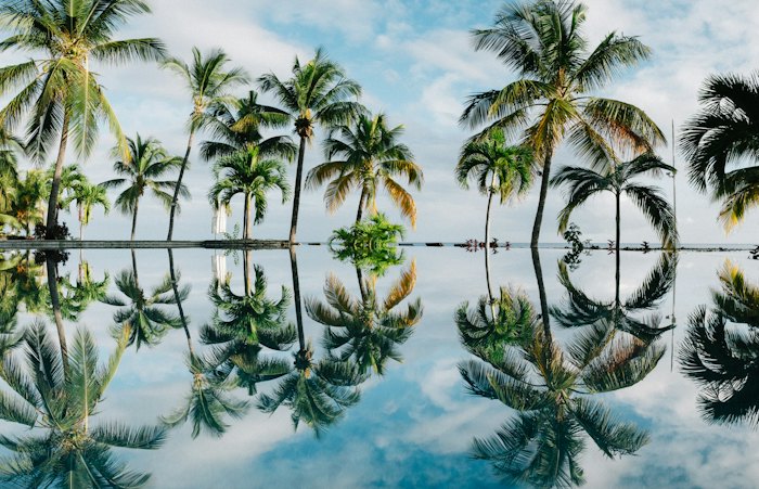 Palm trees reflected in water
